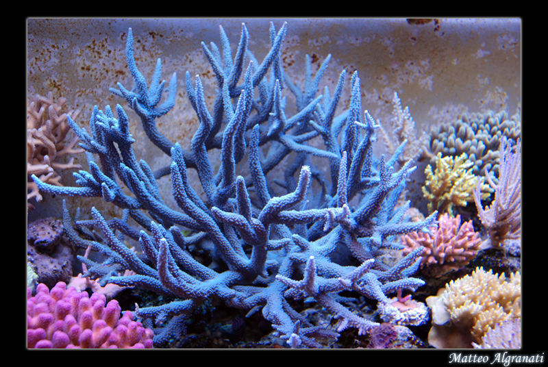 Blue Staghorn - Reef Central Online Community